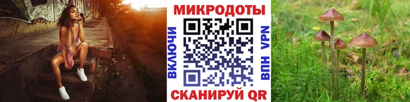Псилоцибиновые грибы Psilocybe  Гдов 